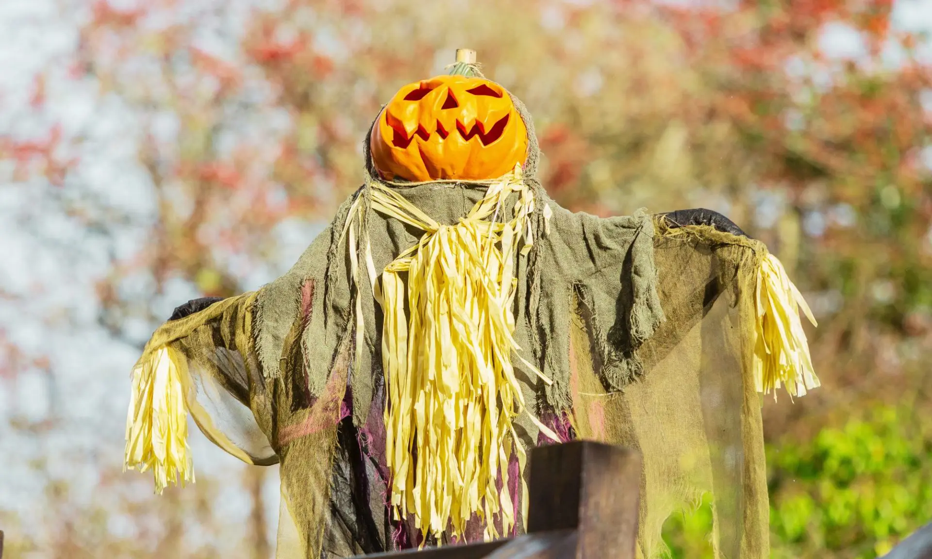 Widmann Pascher -WIDMANN Soldes Halloween 3